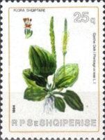 Plantain (Plantago major)