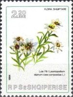 Edelweiss (Leontopodium alpinum)