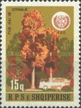 Beech trees (Fagus spp.), Truck