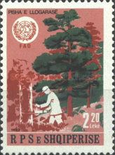 Pine (Pinus spp.), Forester clearing woods