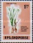 Valentine's spring knot flower (Leucojum valentinum)