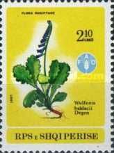 Wulfenia baldaccii