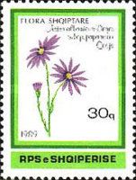 Aster albanicus