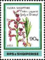 Anacamptis × olida nothosubsp. paparistoi
