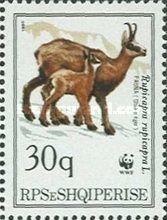 Chamois (Rupicapra rupicapra), adult, kid