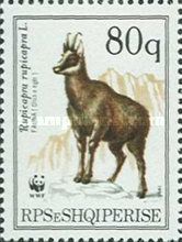 Chamois (Rupicapra rupicapra), adult