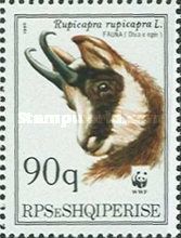 Chamois (Rupicapra rupicapra), adult head