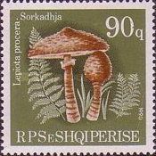 Parasol Mushroom (Macrolepiota procera)