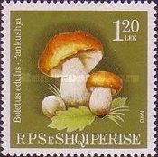 Cep (Boletus edulis)