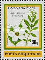 Cistus albanicus