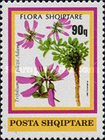 Trifolium pilczii