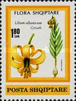 Lilium albanicum