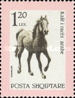 Arabian Horse (Equus ferus caballus)