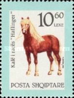 Haflinger or Avelignese Horse (Equus ferus caballus)