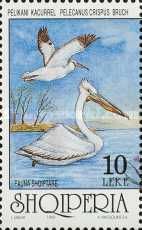 Dalmatian Pelican (Pelecanus crispus)