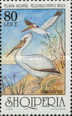 Dalmatian Pelican (Pelecanus crispus)