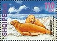 Mediteranean Monk Seal (Monachus albiventris)