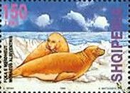 Mediteranean Monk Seal (Monachus albiventris)