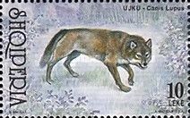 Wolf (Canis lupus)