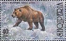 Brown Bear (Ursus arctos)