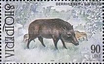 Wild Boar (Sus scrofa)