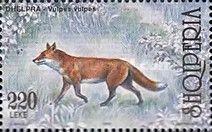 Red Fox (Vulpes vulpes)