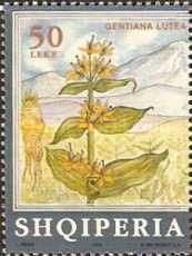 Great Yellow Gentian (Gentiana lutea)