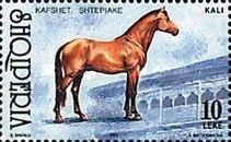 Horse (Equus ferus caballus)