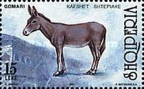 Donkey (Equus asinus asinus)