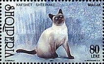 Domestic Cat (Felis silvestris catus)