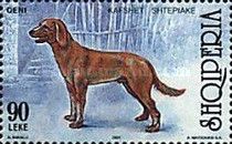 Dog (Canis lupus familiaris)