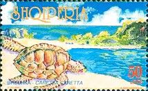 Loggerhead Turtle (Caretta caretta)