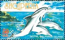 Common Dolphin (Delphinus delphis)