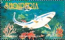 Blue Shark (Prionace glauca)