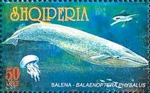 Fin Whale (Balaenoptera physalus)