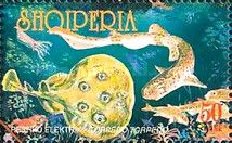 Dogfish and Electric Ray (Torpedo torpedo)