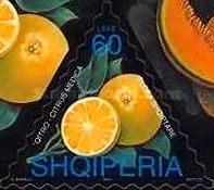 Citron (Citrum medica)