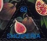 Fig (Ficus carica)