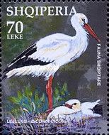 White Stork (Ciconia ciconia)