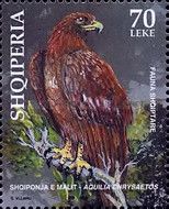 Golden Eagle (Aquila chrysaetos)