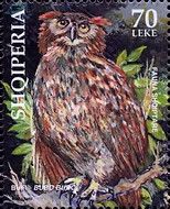 Eurasian Eagle-Owl (Bubo bubo)