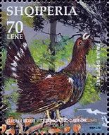Western Capercaillie (Tetrao urogallus)