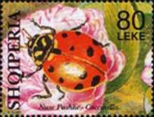 Ladybird (Coccinella sp.), with 12 spots, on flower