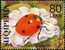 Ladybird (Coccinella sp.), with 5 spots, on flower
