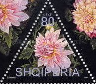 Dahlia (Dahlia spp.)