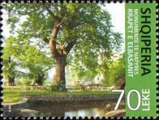 Plane tree (Platanus sp.)