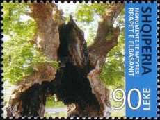 Plane tree (Platanus sp.)