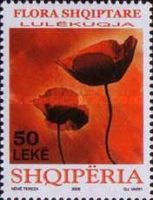 Corn Poppy (Papaver rhoeas)