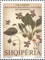 Viola kosaninii