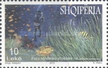 Neptune Grass (Posidonia Oceanica), Fish, and Diver